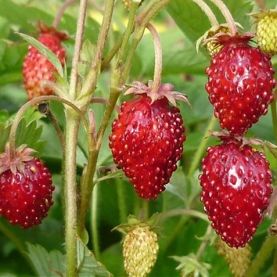 Земляника лесная Руяна